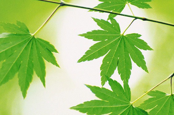 BSA joins the Climate Change Agreement Scheme Image